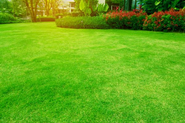 Cost of Grass Maintenance in Sterling