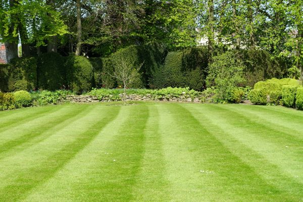 Cost of Grass Care Service in Sterling