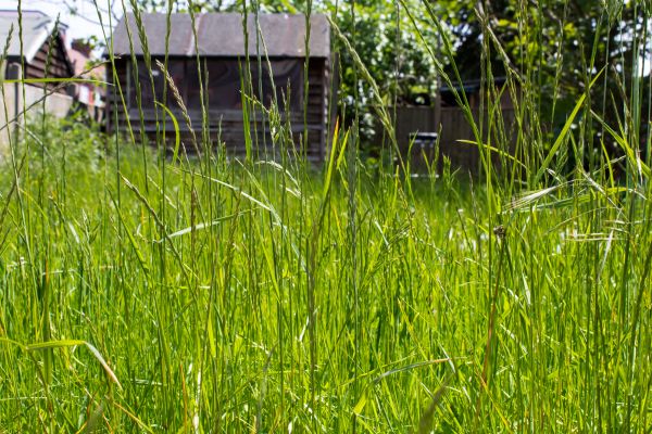 Overgrown Lawn Trimming in Sterling