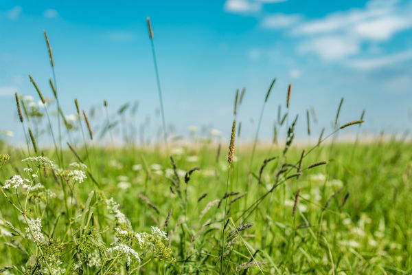 High Grass Trimming in Sterling
