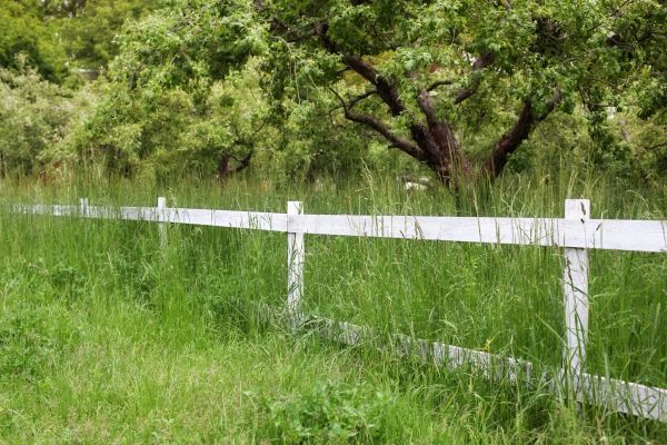 Cost of Fence Line Trimming in Sterling